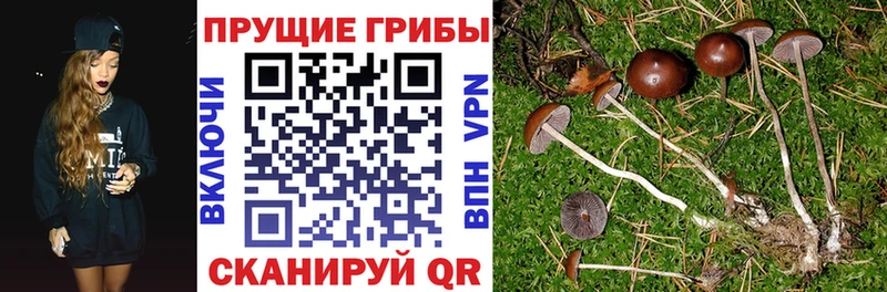 наркошоп  Кореновск  Псилоцибиновые грибы Psilocybine cubensis 